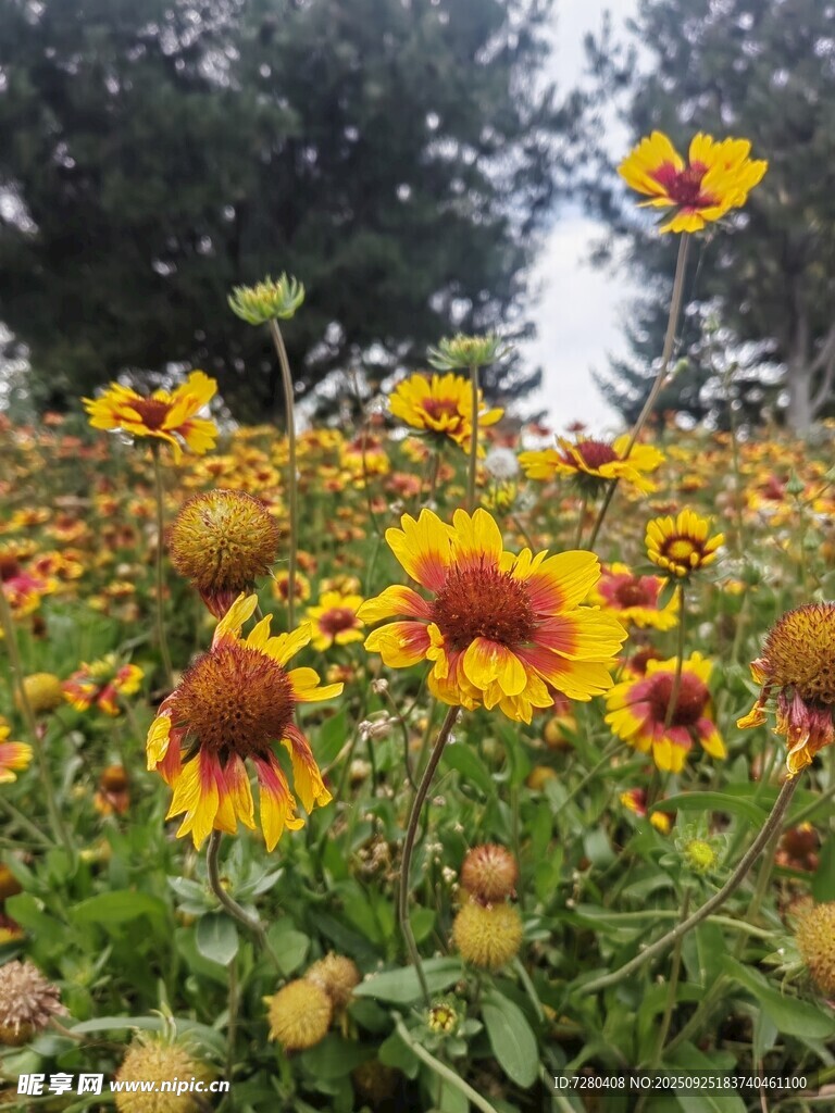 灿烂花海中的美丽天人菊