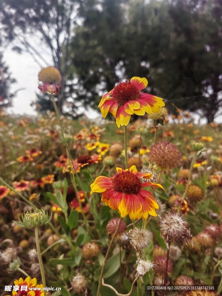 绚烂花丛中的美丽花朵