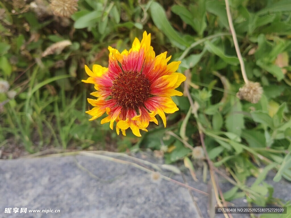 艳丽天人菊绽放于草地