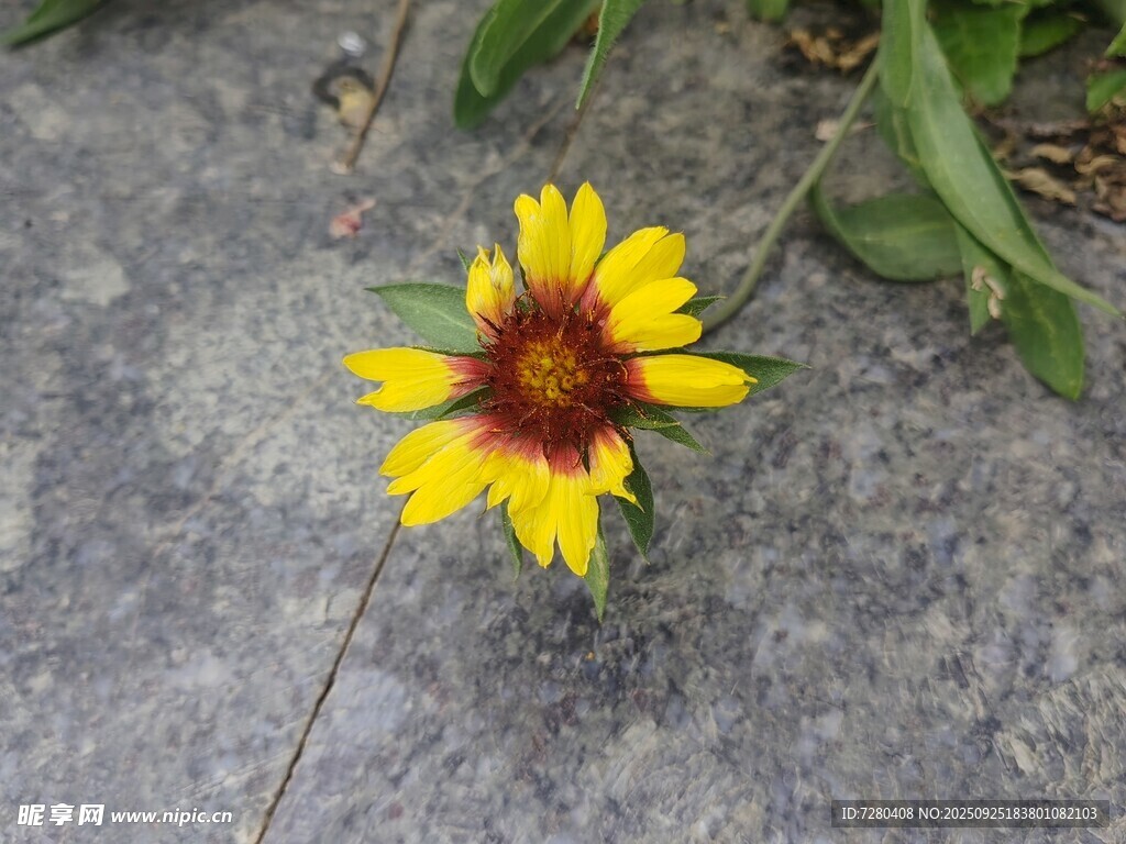 石上绽放的艳丽小黄花
