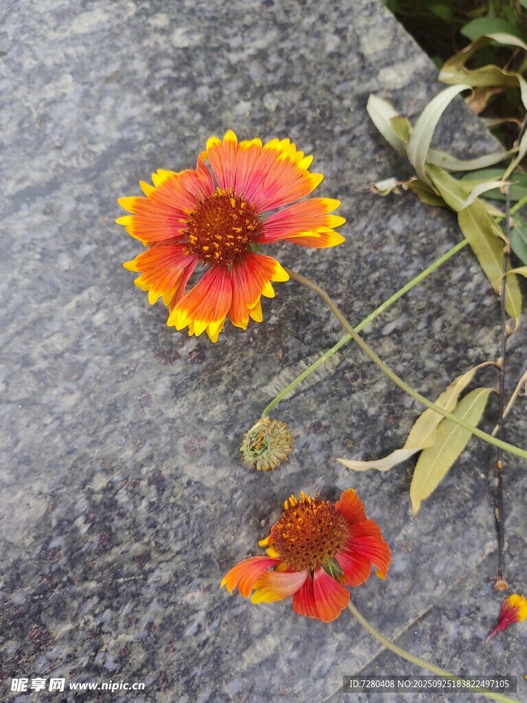 石上绽放的艳丽天人菊