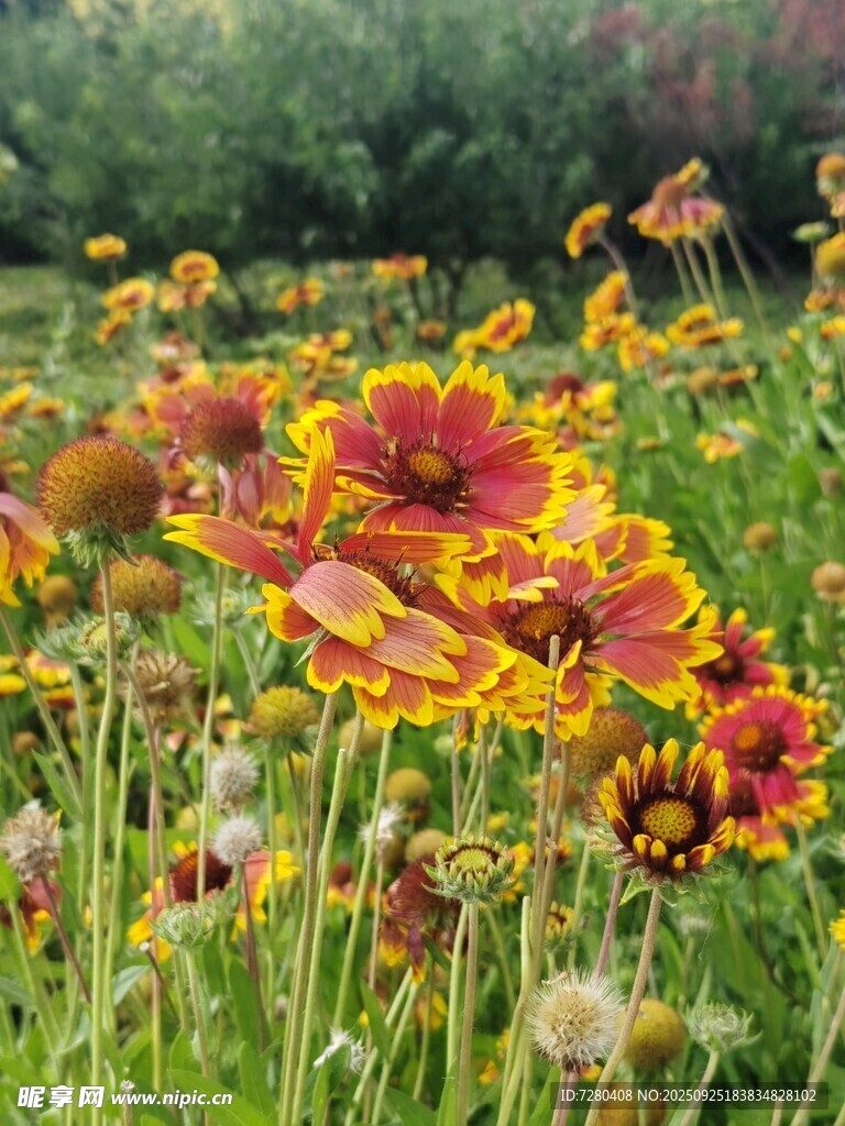 绚烂花田绽放多彩花朵