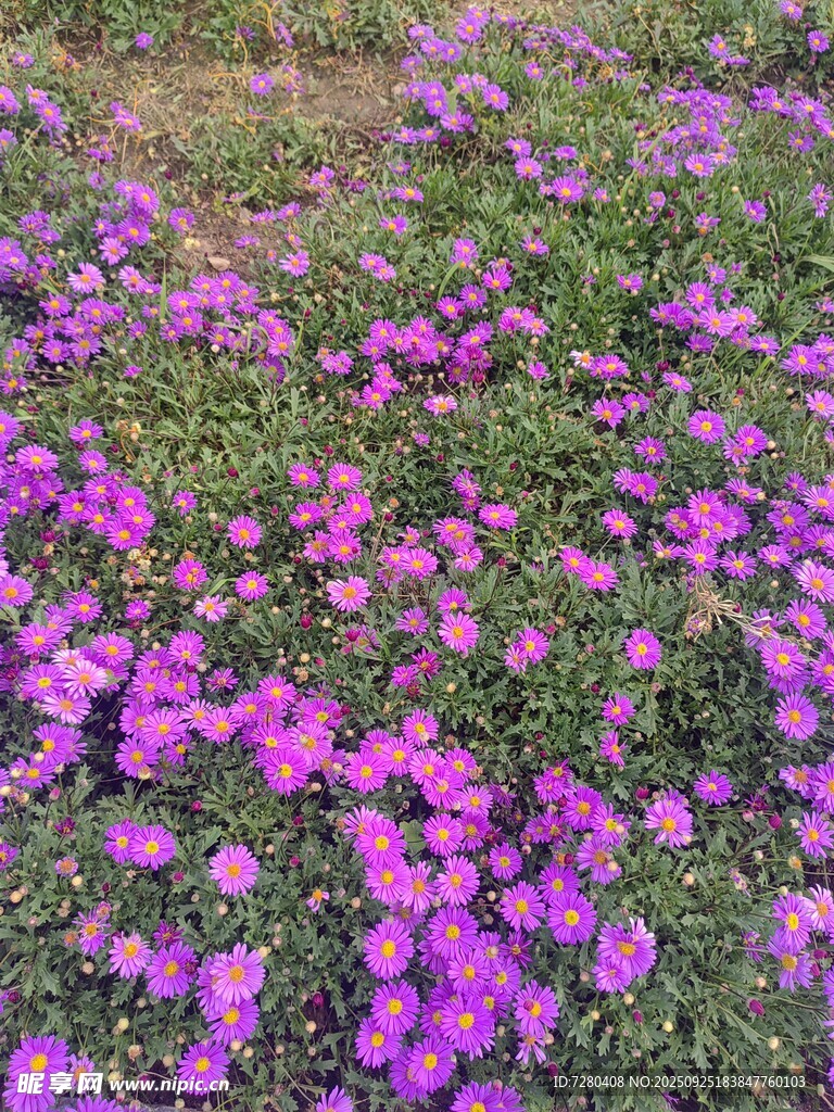 紫色小花铺满草地