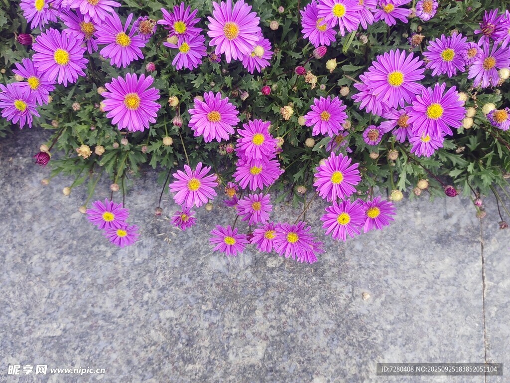 紫色小花绽放于灰色地面