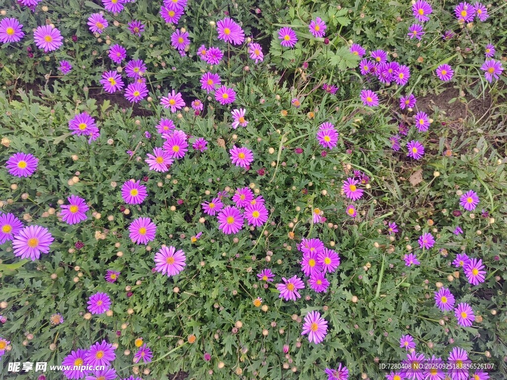 紫色小花铺满地面