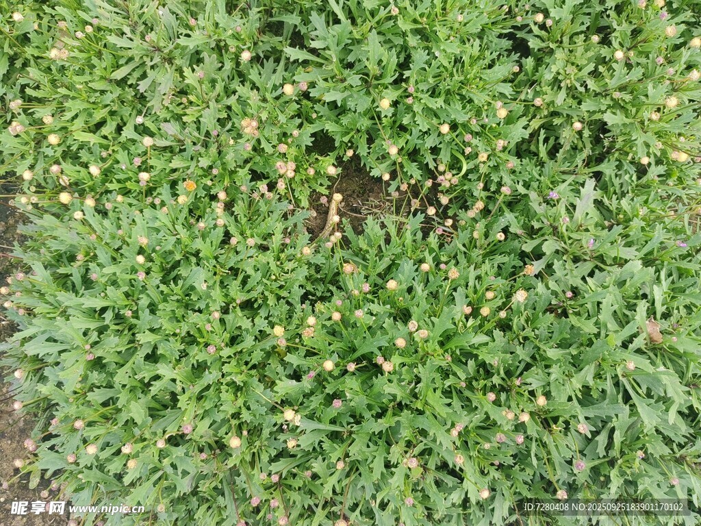翠绿茂盛的地面植被