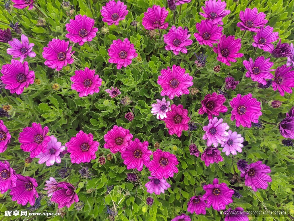 艳丽紫花绽放绿意间