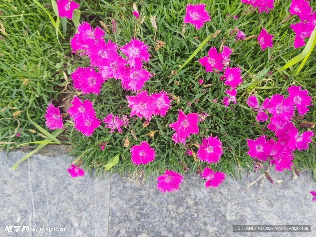 粉色花朵绽放于绿草间