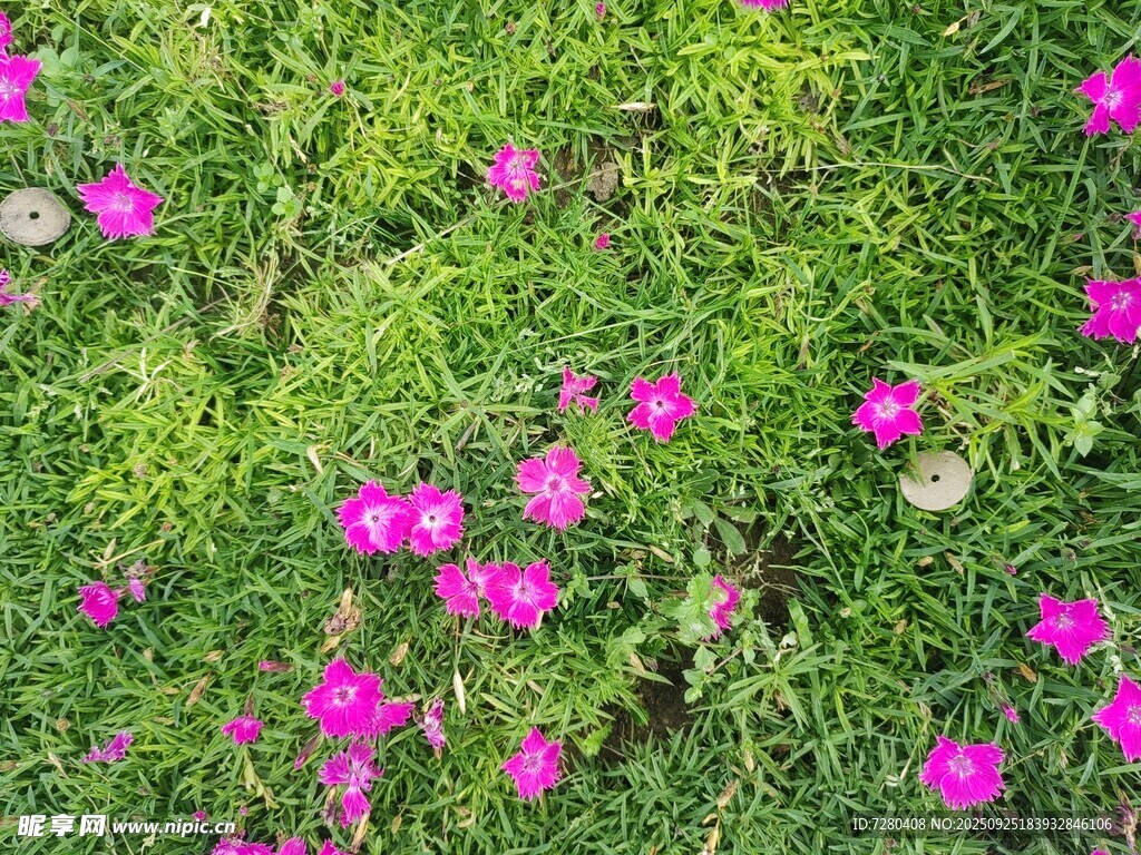 绿草间绽放的娇艳小花