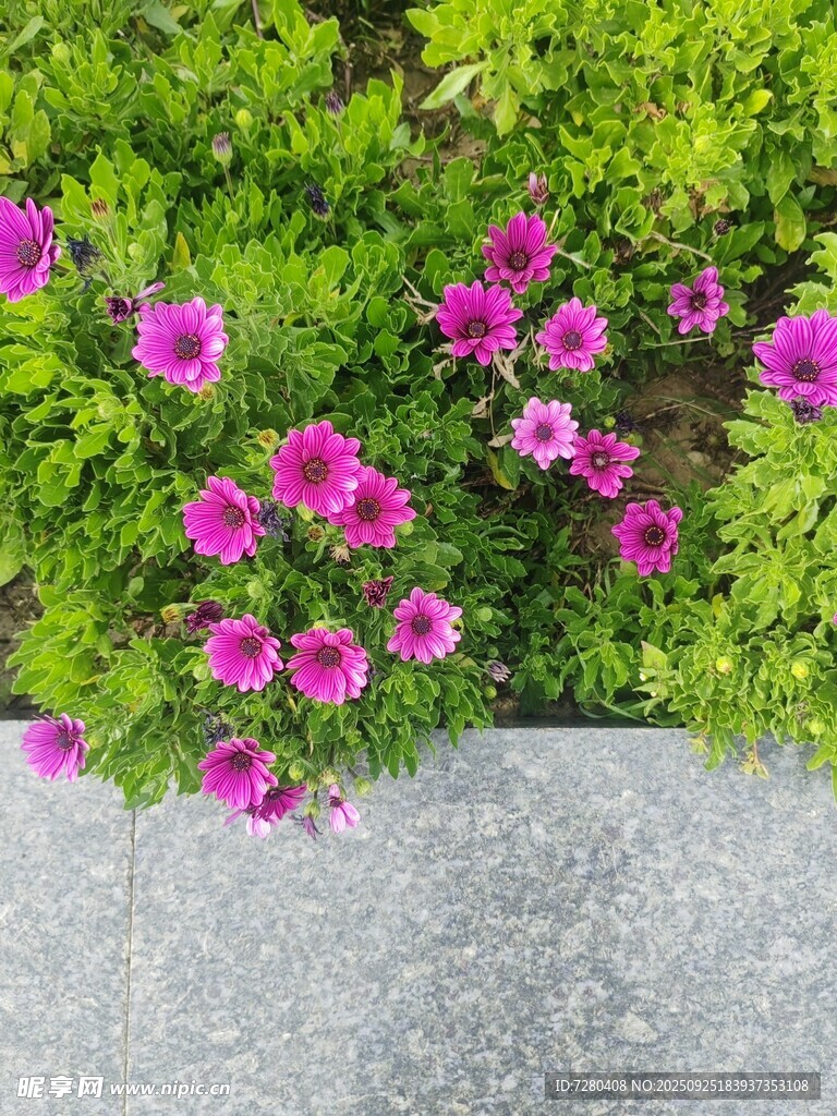 石边绽放的艳丽紫花