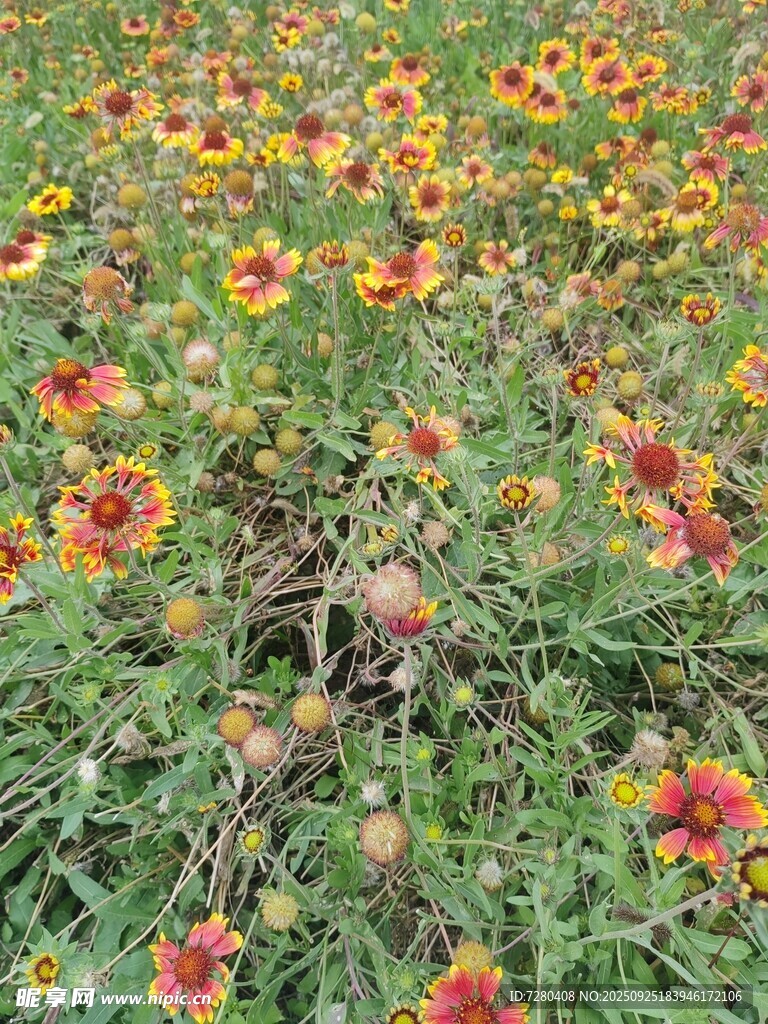 绚烂野花绽放于绿地