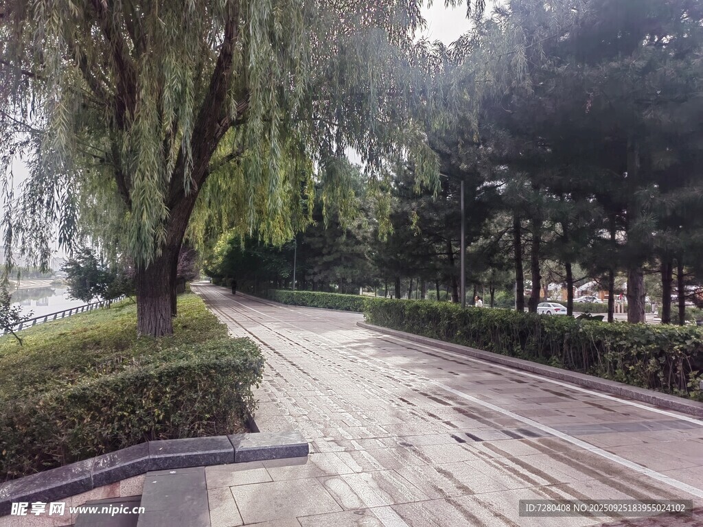 公园林荫步道风景