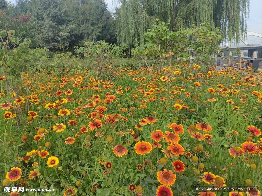 绚烂向日葵花田美景
