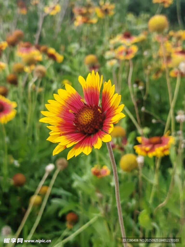绚烂天人菊绽放于花田