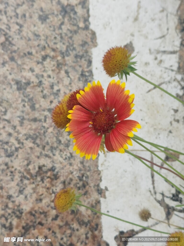 石缝间绽放的艳丽花朵