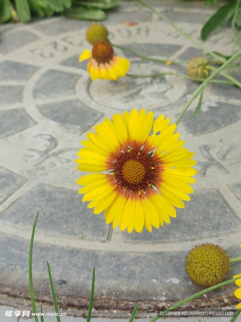 石板上的艳丽黄色花朵