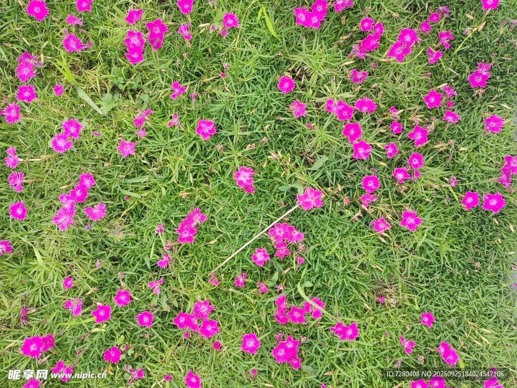 繁花似锦的绿色植物景观