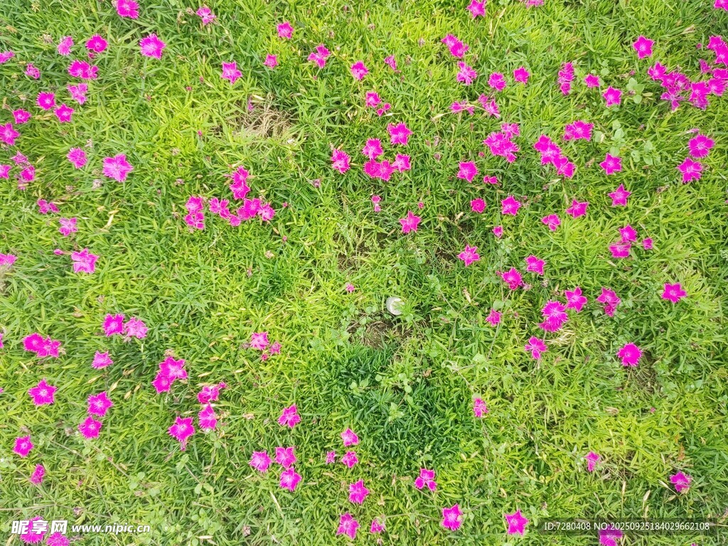 粉色小花点缀绿色草地