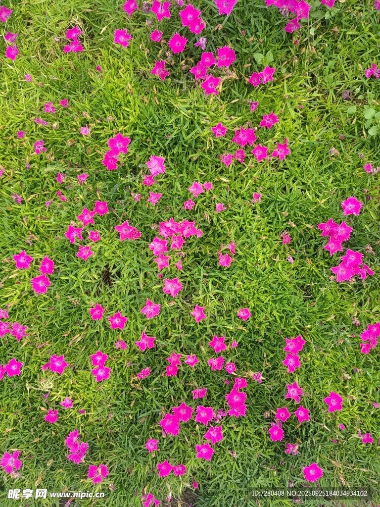 粉色小花绽放绿色草地