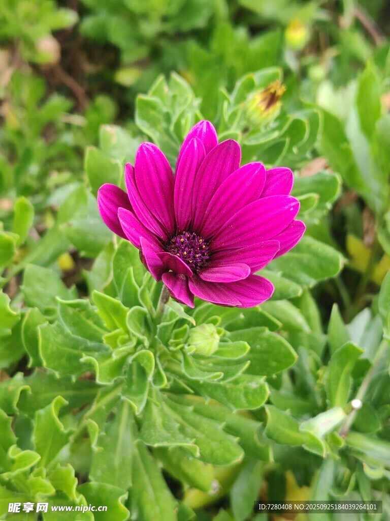 艳丽紫花绽放于绿叶间