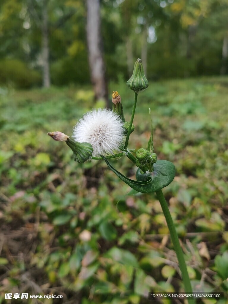 田野中的白色绒毛植物
