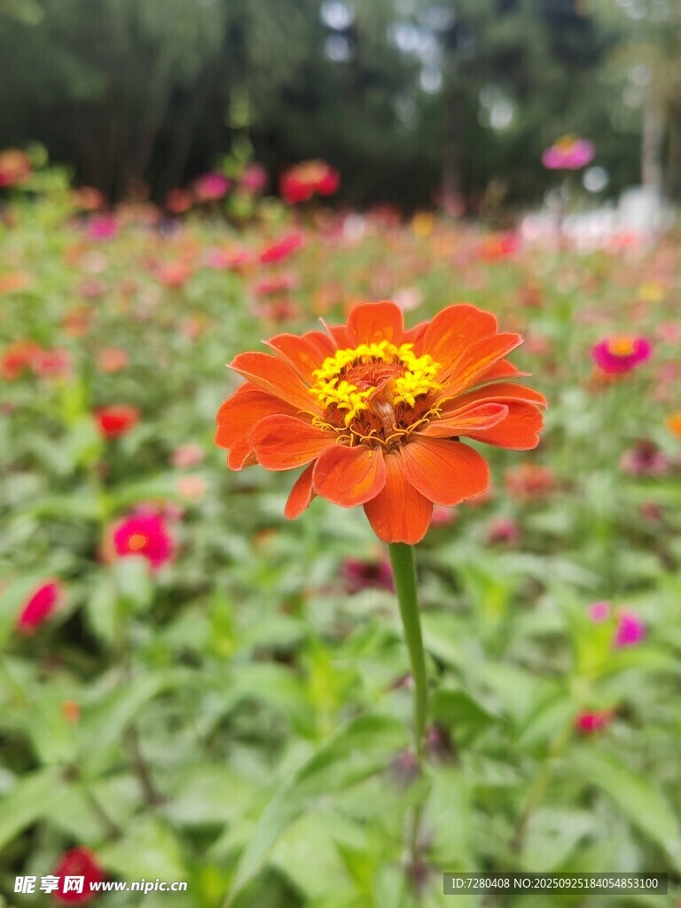 鲜艳橘色花朵绽放花丛中