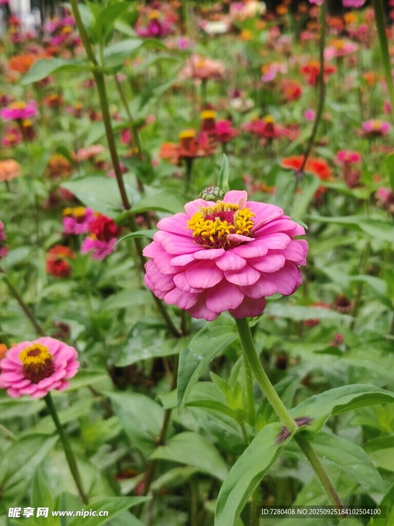 娇艳百日菊绽放于花丛