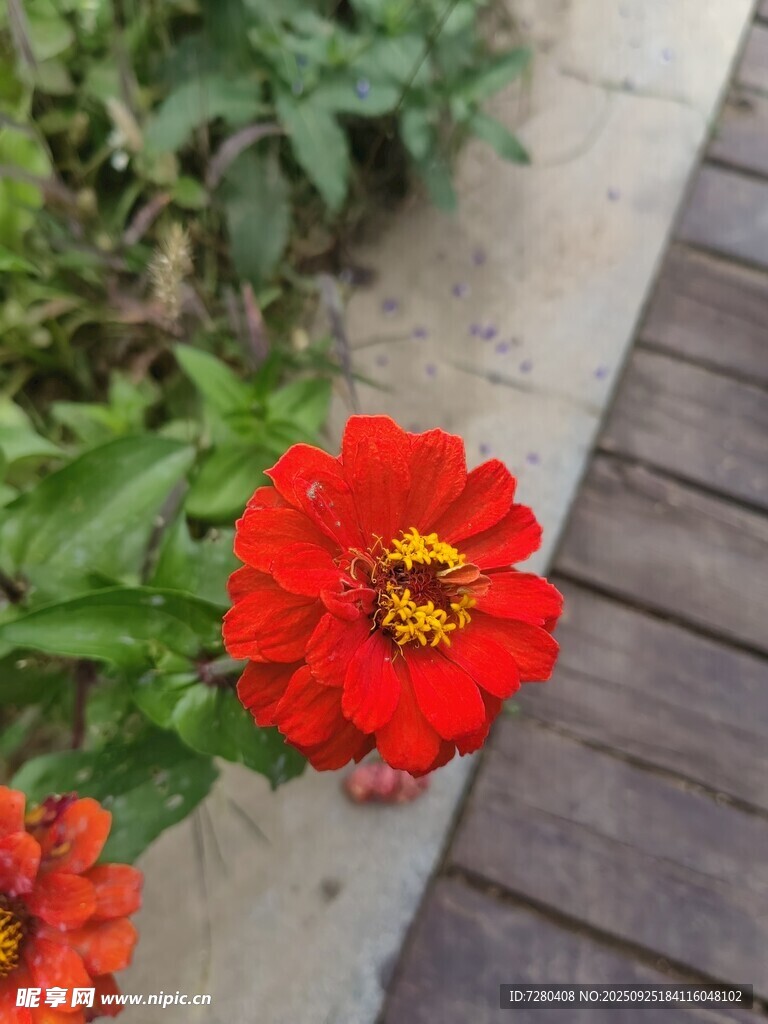 小径旁的鲜艳红色花朵
