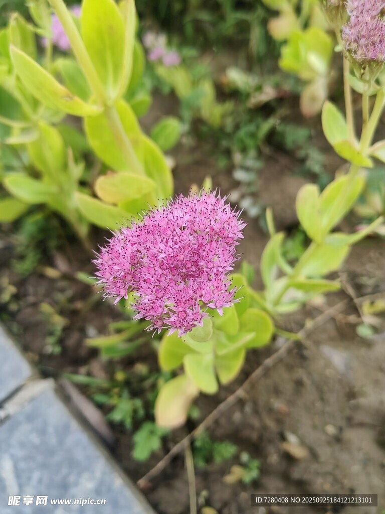 娇艳粉色花卉绽放