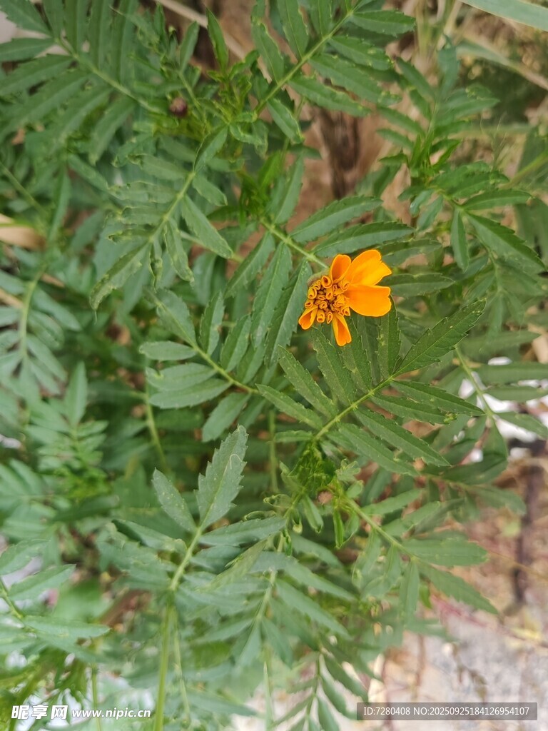 绿叶丛中的鲜艳小黄花