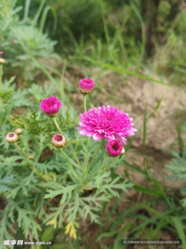野外绽放的艳丽粉色小花