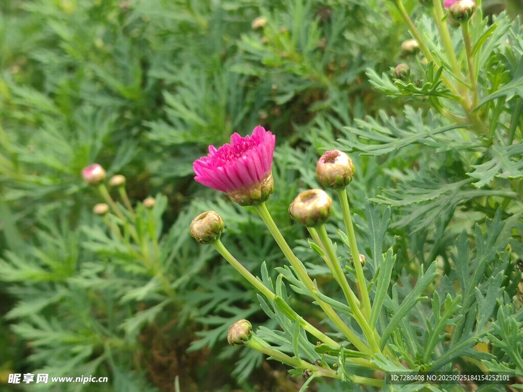 娇艳粉花绽放于绿叶间