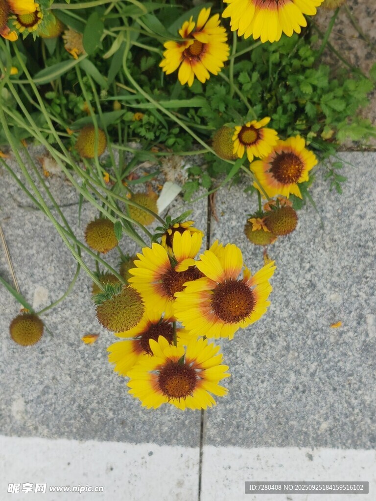 黄色小花绽放于石旁