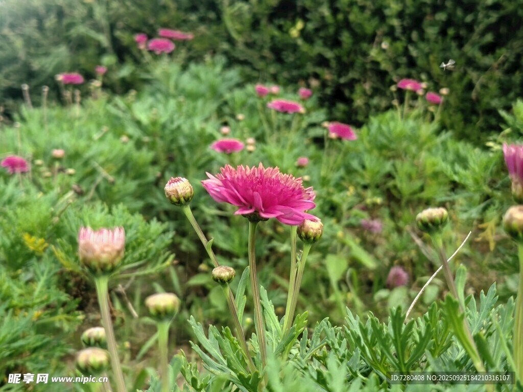 花丛中的艳丽粉色花朵