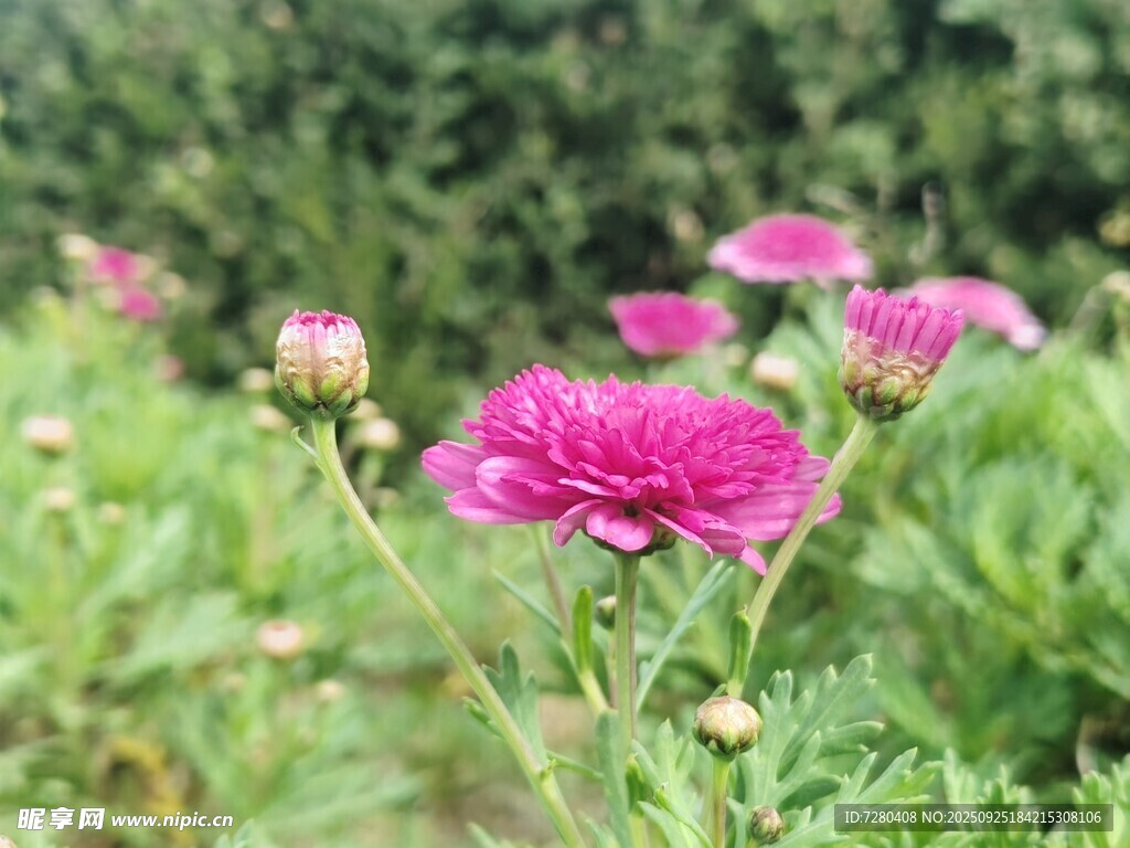 娇艳玫红花朵绽放绿意间