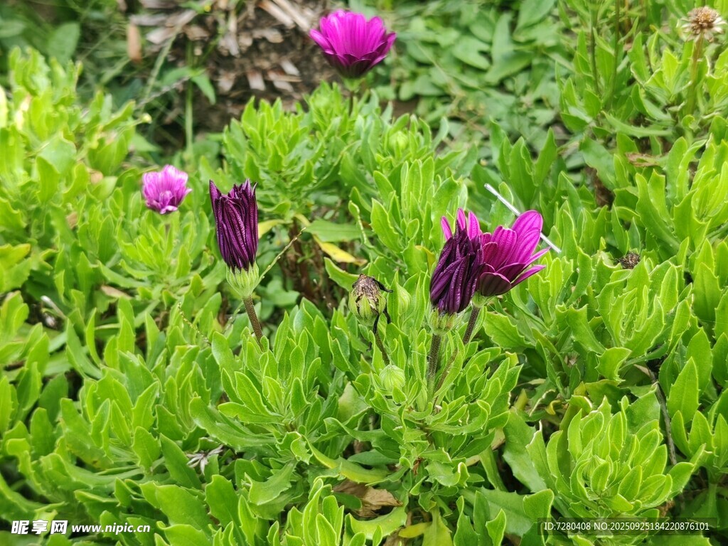 草丛中的紫色花朵