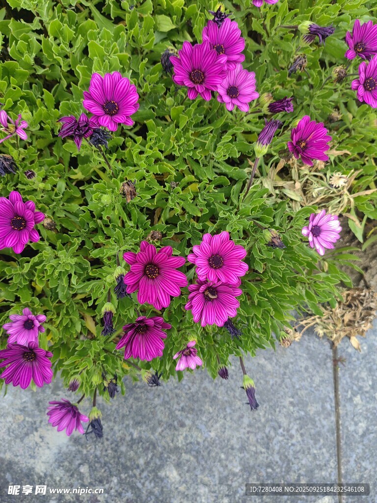 紫色小花绽放于绿叶间