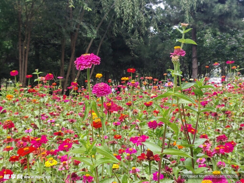 缤纷花海绽放自然之美