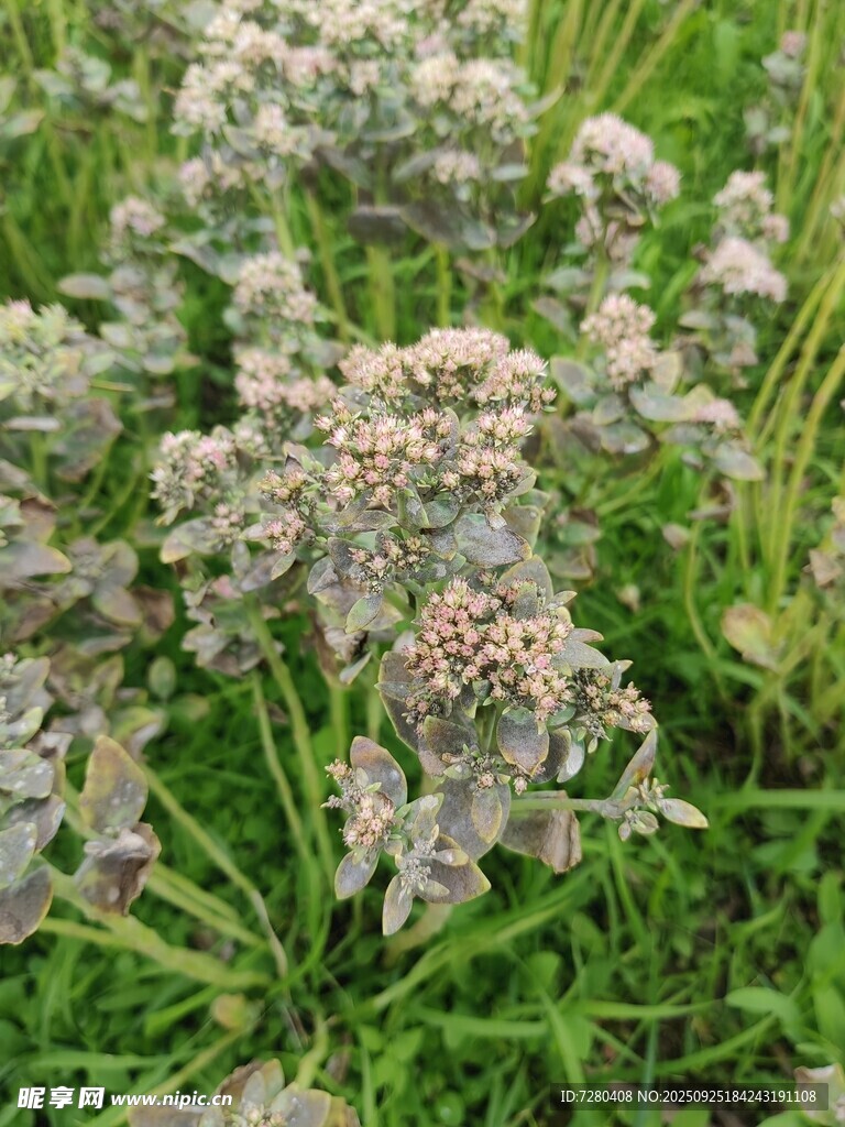 繁茂绿植中的淡雅花朵