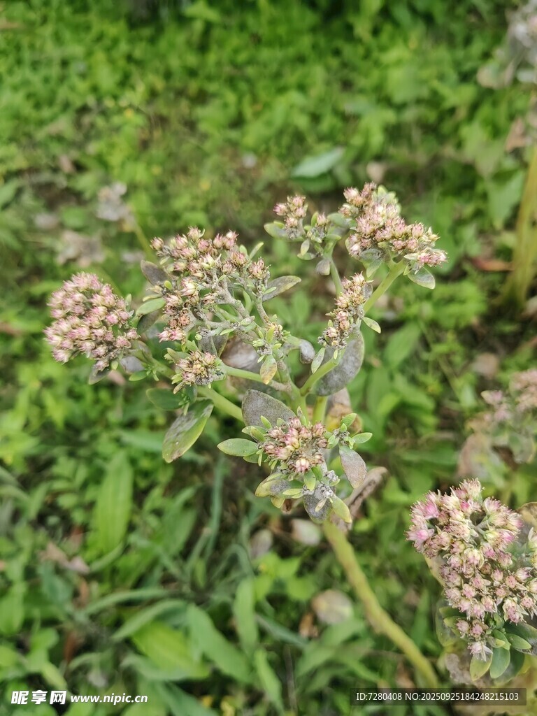 野外绽放的小花