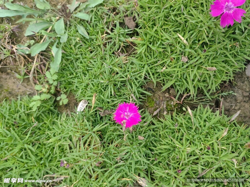 草地上的两朵粉色小花