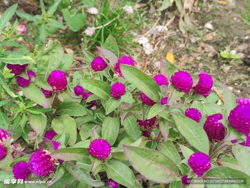 紫色花卉绽放于绿叶间