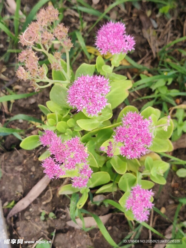粉色花朵绽放于绿叶间