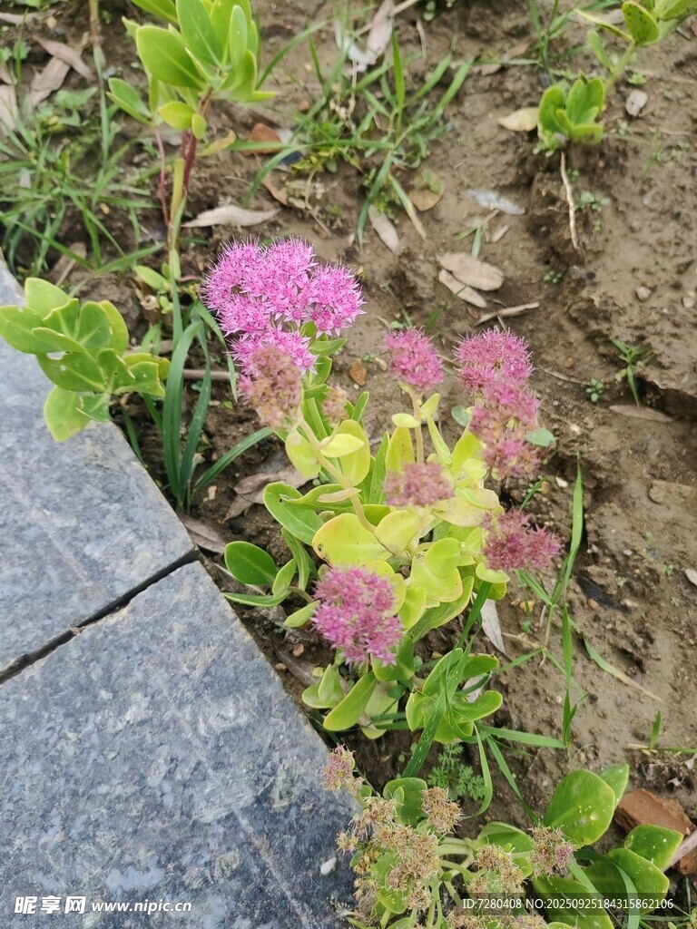 路边多彩多肉植物景观