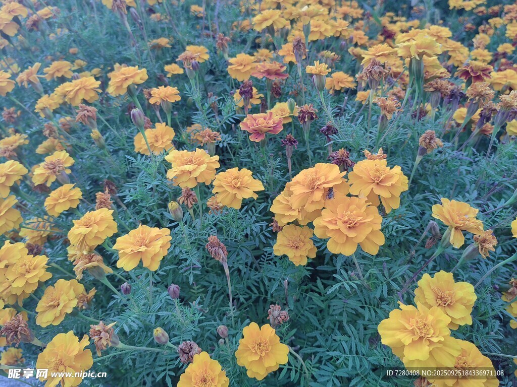 绚烂万寿菊绽放的美景