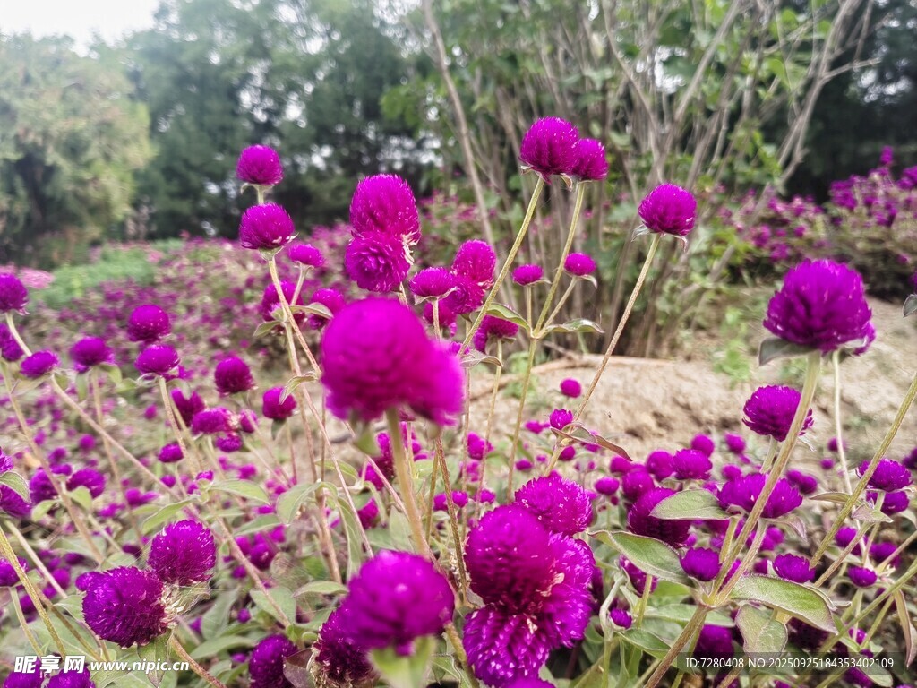 紫色绒球花绽放的美丽景象