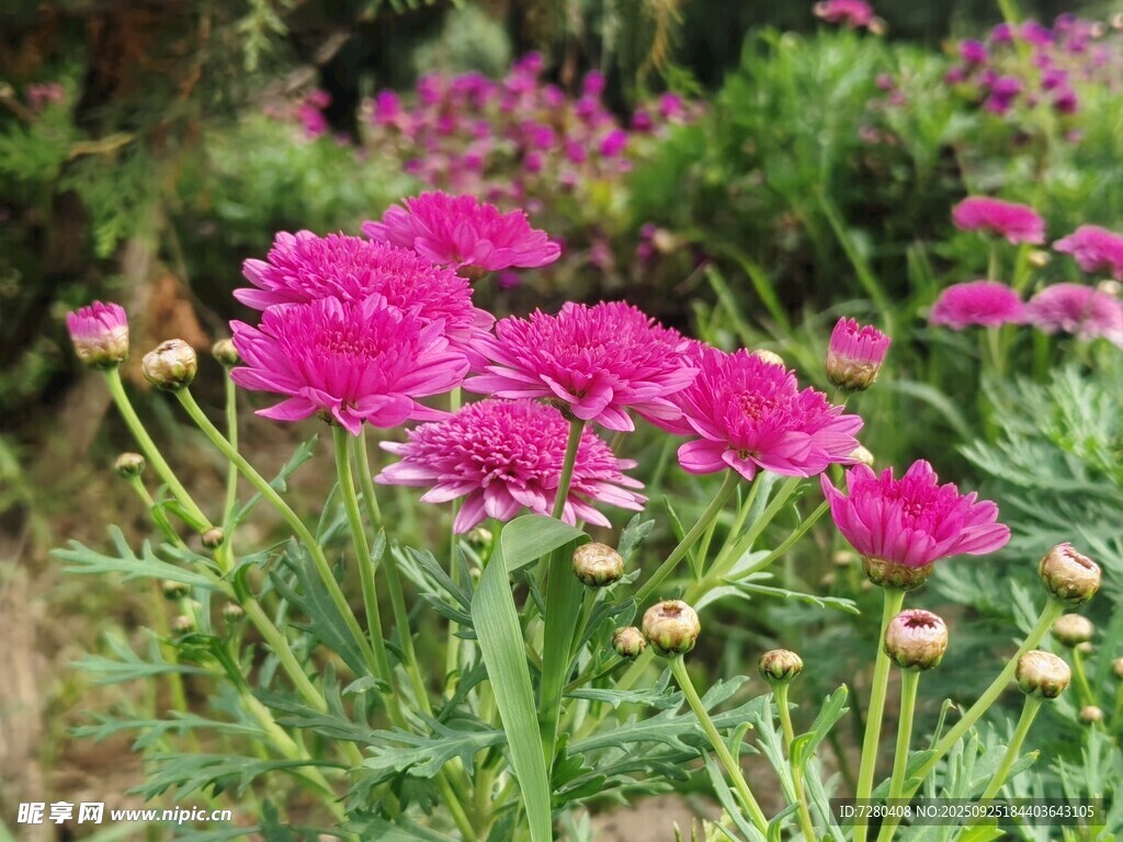 艳丽粉色花朵绽放于草丛