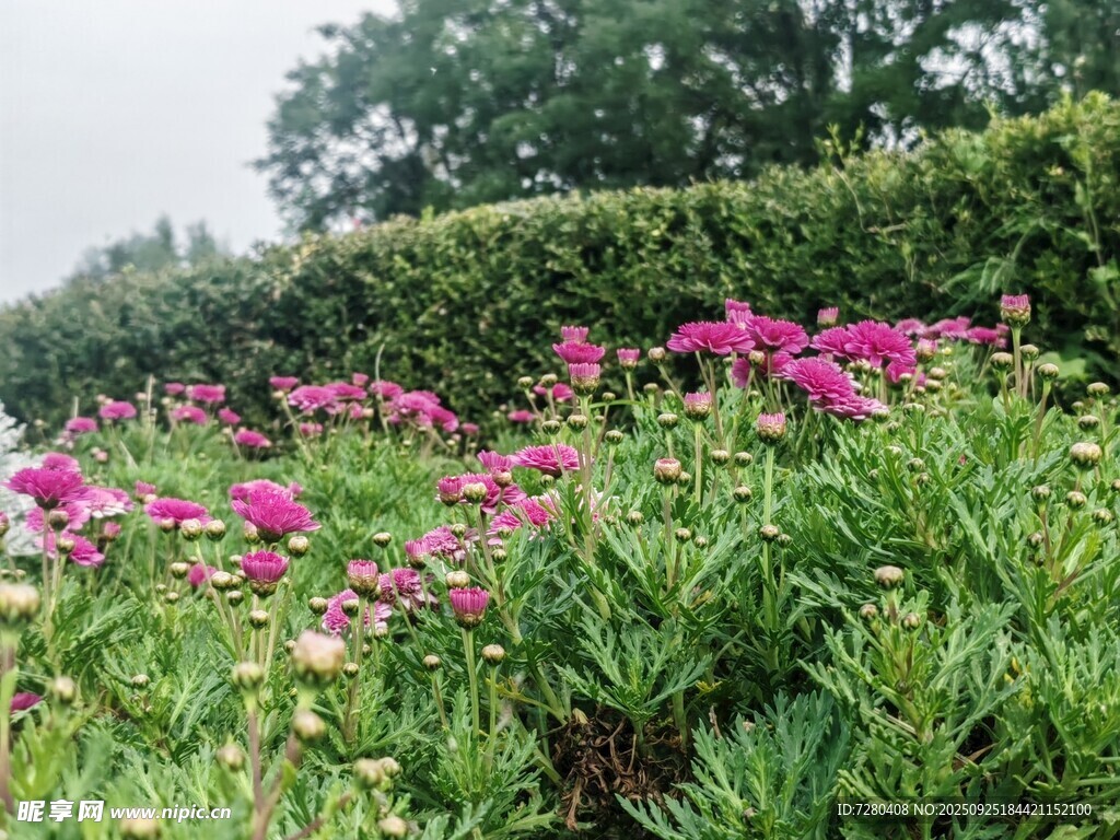 繁花盛开的美丽花园