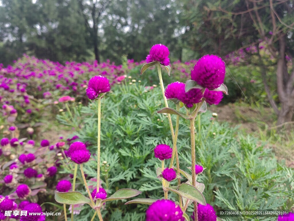 艳丽紫花绽放于花丛中
