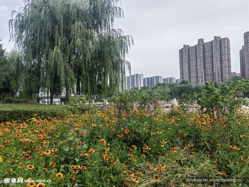 城市中绽放的多彩花卉景观